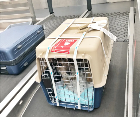新疆宠物托运 宠物托运公司 机场宠物托运 宠物空运